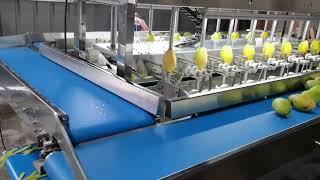 Automatic  Mango peeler peeling machine