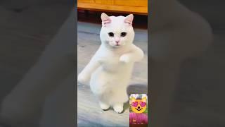 Tu je hau rupawa ke king ye  sajjaniya  #cat #shorts #bhojpuri #shortsfeed #trending #dance 