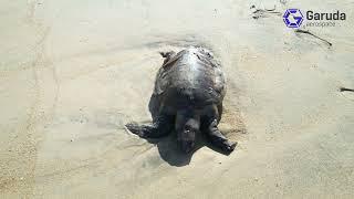 Garuda Aerospace: Protecting Olive Ridley Turtles in Chennai 