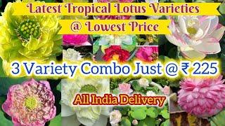 Latest Tropical Lotus Varieties at Lowest Price @Petalssphere|| WITH SUBTITLES (ENGLISH || HINDI )