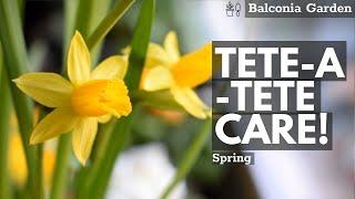 How To Care For Daffodil 'Tete-a-tete' (Narcissus) In Pots! QUICK AND EASYBalconia Garden