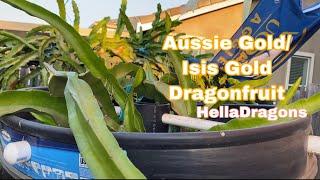 Aussie Gold / Isis Gold Dragonfruit