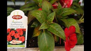 Container Garden Replaced. Six-inch Impatiens Replaced with Four-inch.