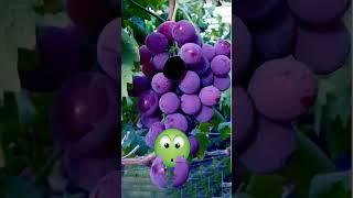 Purple grapes are versatile and delicious #shorts #satisfying