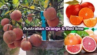 Red Lime Australian | Blood Lime | Rangpur lime (citrus australiasiaca hybrid) australia orange lime