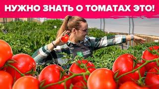 ВАЖНО ЗНАТЬ О ТОМАТАХ! Как ухаживать за детами и индетами?