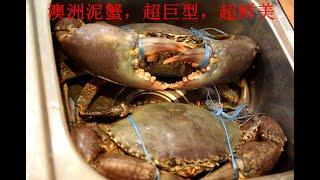 澳洲泥蟹+蟹盖伊面 Cooking Australia Mud Crab and Noodle #澳洲泥蟹 #美味鲜甜 #伊面