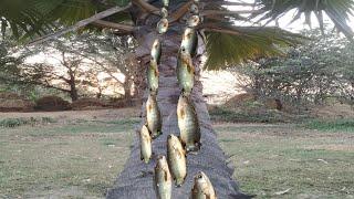 Unbelievable fish activity. Amazing fish climbing on palm tree. Fish climbing tree.