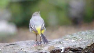 grey wagtail bird