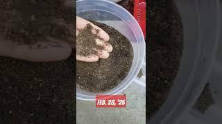 🪱Vermicompost (worm bin) soil ready for action Feb. 28, '25 - #vermicomposting #wormbin #healthysoil