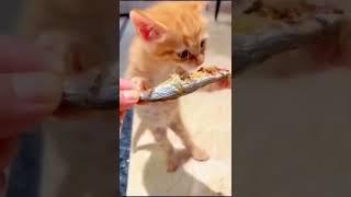 cute kitty