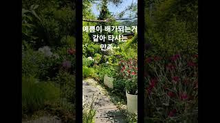 타샤의정원251#소품과아름다운정원만들기 #운악산예쁜카페#리엔리골프장근처예쁜카페#썬힐부근정원카페