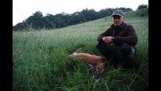 Caprior selectie la dibuit 2017/06 (Roe buck stalking)