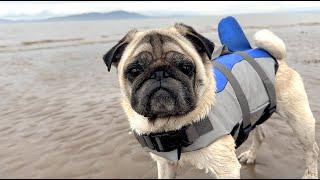 Beach Day With the Boys!