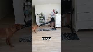 Dog and cat learn to cooperate