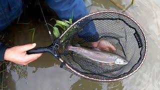 Queen of the Rivers - Danube Salmon | Huchen | Hucho Hucho | How to Catch a Trout in Wild River