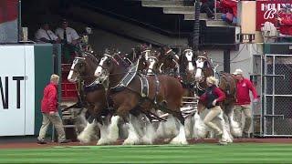 Budweiser Clydesdales take the field at Busch Stadium