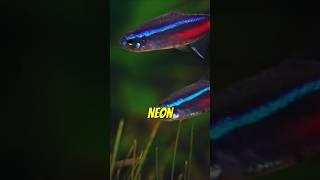 Fun Facts about the Neon Tetra Fish #neontetra #aquarium #fishtank #fishkeeping