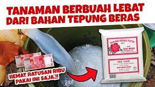 PUPUK ORGANIK TEPUNG BERAS INI BIKIN TANAMANMU BERBUAH LEBAT, MAU.? | Bukan Air Cucian Beras / Leri