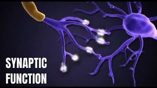 How do synapses works to carry information?