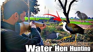 Best Air Gun Hunting || White brasted Moorhen Hunting : With Air Gun || Maina Ka shikar Air Gun Se 