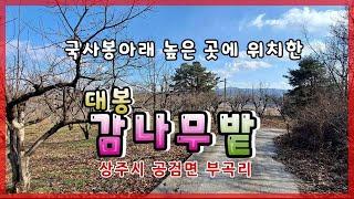 상주시 공검면 부곡리(매매12938)_산아래 대봉 감나무밭 #감나무밭 #상주농지 #상주토지 #상주전답 #상주부동산 #상주시부동산 #희망랜드 #희망공인중개사 #상주_감나무밭