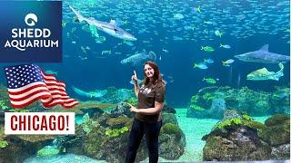 Visitiamo il SHEED AQUARIUM a Chicago negli USA! 