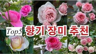 Recommended 5 varieties of perfumed roses