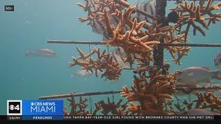 South Florida and Texas work together to save coral reefs