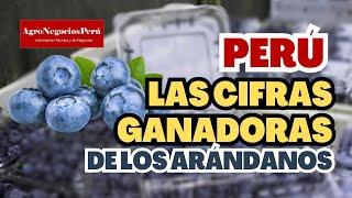 Arándanos: Perú supera las 18 mil hectáreas produciendo