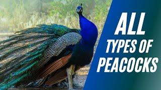 All Types of Peacocks in the Planet