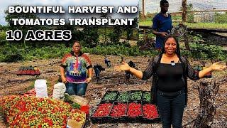 WEST AFRICA MILLIONAIRE FARMER SHARES SECRET TO TOMATO TRANSPLANT AND PEPPER FARMING + MASS  HARVEST