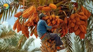 How to Harvest Dates Palm by Shaking Machine | Dates Palm Harvest Technology | Farming Documentary