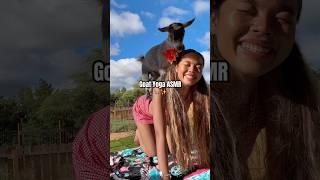 하와이필수️ 염소랑 같이 요가하기 ㅋㅋㅋ  #trend #hawaii #goatyoga #shorts