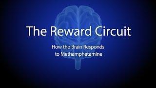 The Reward Circuit: How the Brain Responds to Methamphetamine