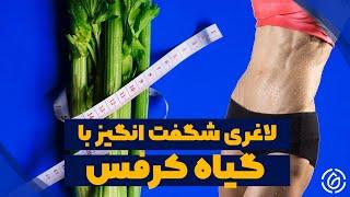 تاثیر فوق العاده کرفس و اب کرفس در لاغری  :: لاغری با کرفس در چند روز