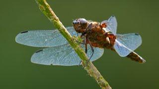 Broad-bodied chaser ~ Libellula depressa