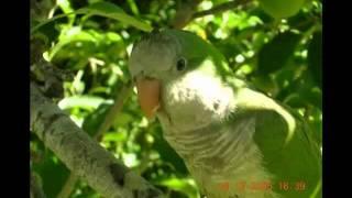 Amy's Animal Facts: Quaker Parrots