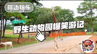 【周边玩乐】亚特兰大Wild Animal Safari：野生动物园爆笑游记