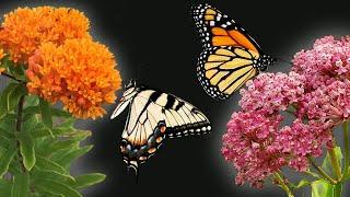 The 2 Best Milkweeds for Your Butterfly Garden!