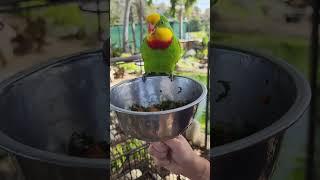 Parrot Loves the Attention