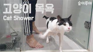 고양이 목욕 시키기 - Cat Shower