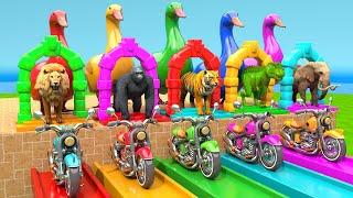 5 Giant Duck Cartoon, Lion, Elephant, Tiger, Gorilla, Dinosaur, Transfiguration funny animal 2024