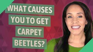 What causes you to get carpet beetles?