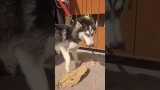 Husky ﻿﻿