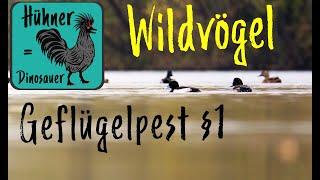 Wildvögel  & Geflügelpest: Sperlingsvögel spielen keine Rolle ?