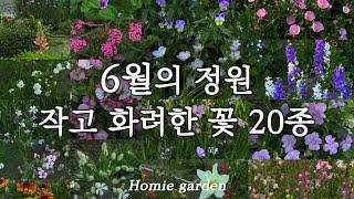 6월에 피어난 작고 화려한 여름 꽃 20종 | 초여름 정원 가꾸기 | 자연발아 번식력 최고 야생화