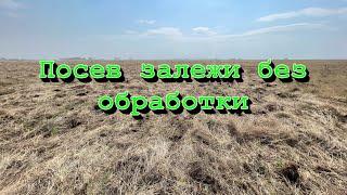 Посев залежи без обработки! Прямой посев льна! (К-742Пр с Amazone DMC, К-700 с Amazone Condor)