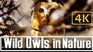 Relax with 4K Owls set to Sleeping Music in Nature for Relaxing and Meditation