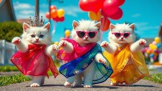 बिल्ली डांस | Cutest Cat videos funny danceVideos for cats #funny #dancingcat #cat ep 2